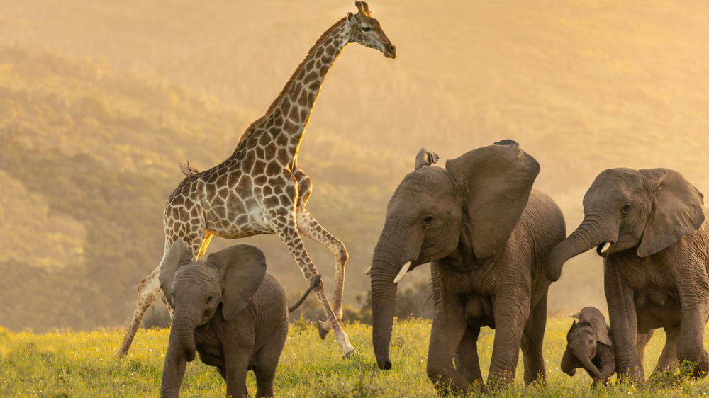 Kariega Game Reserve