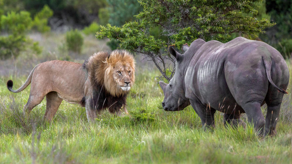 South Africa - 4-day Eastern Cape Safari with Kariega Main Lodge - Tailored Driven