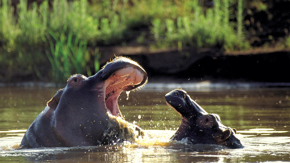 Kariega Game Reserve