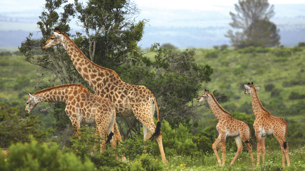 Kariega Game Reserve