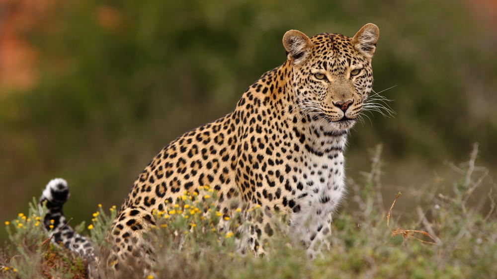 Eagles Crag at Shamwari Private Game Reserve