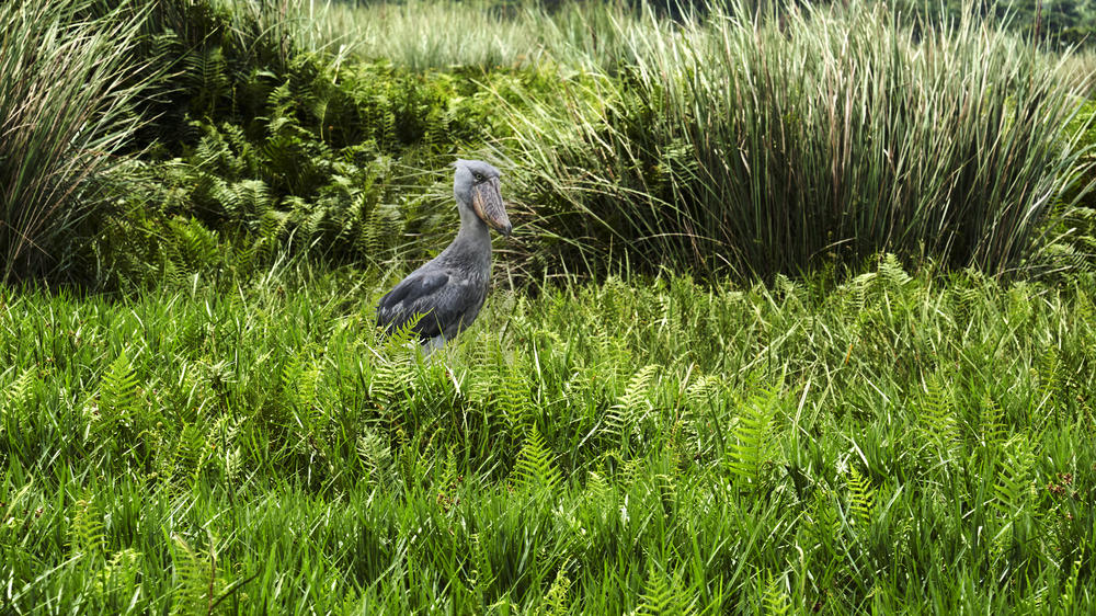 Uganda - 4-day Gorilla Safari with Mahogany Springs - Private Fly-in