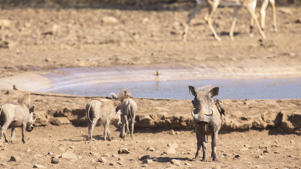 Pumba Private Game Reserve