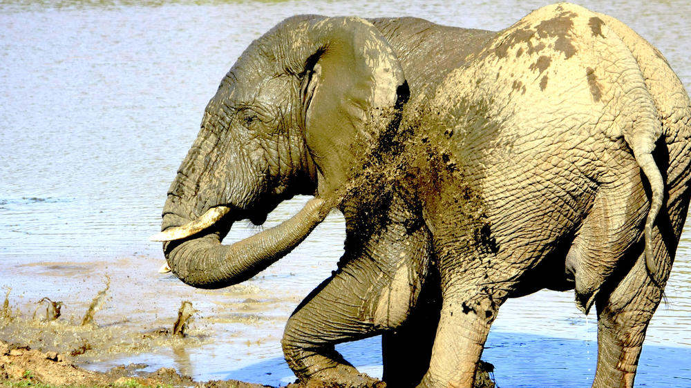 Pumba Private Game Reserve