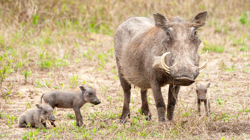 Pumba Private Game Reserve