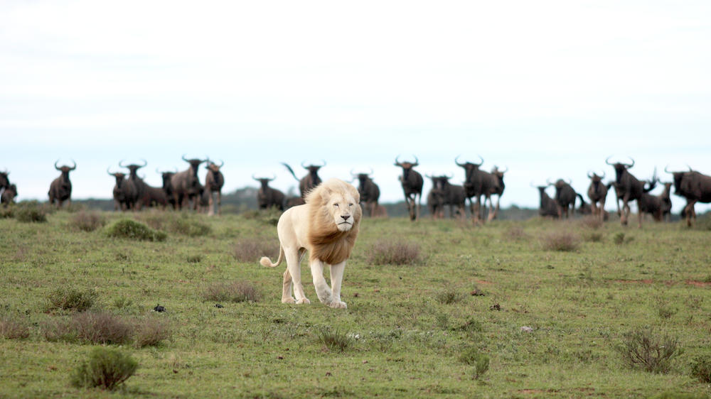 Pumba Private Game Reserve