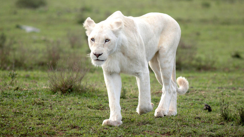 Pumba Private Game Reserve
