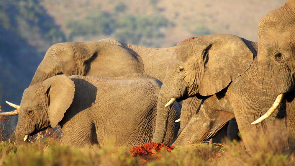 Pumba Private Game Reserve