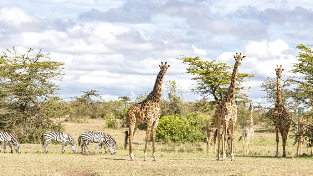 Olare Motorogi Conservancy