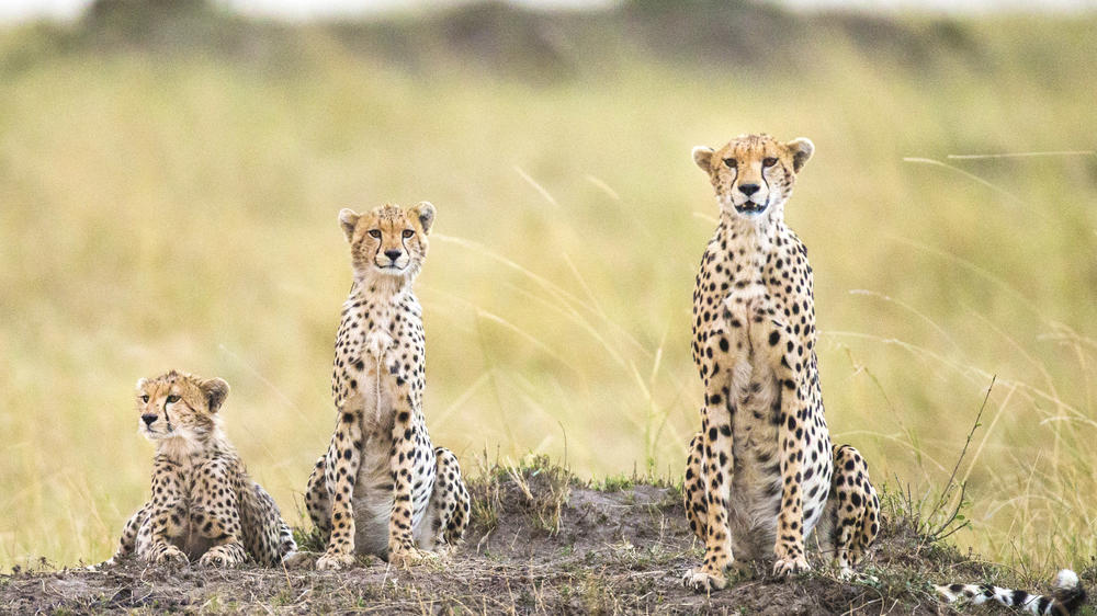 Olare Motorogi Conservancy