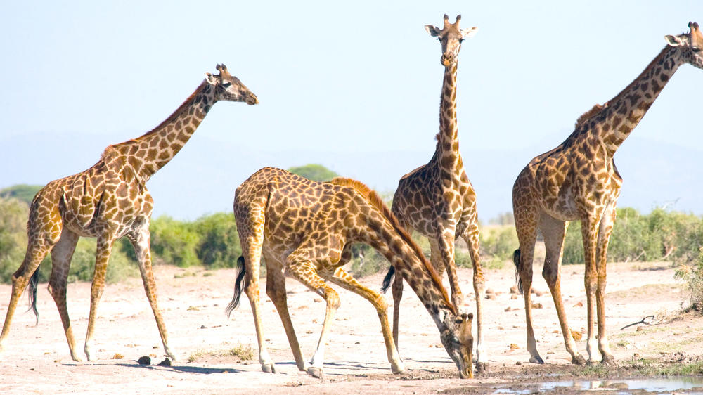 Olare Motorogi Conservancy