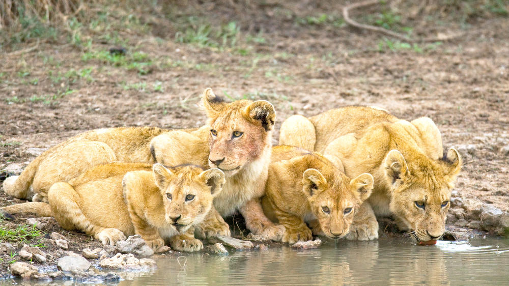 Olare Motorogi Conservancy