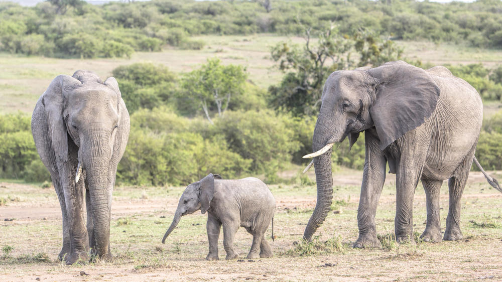Olare Motorogi Conservancy