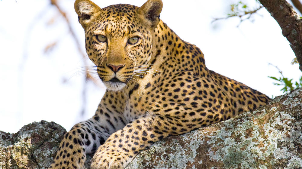 Olare Motorogi Conservancy