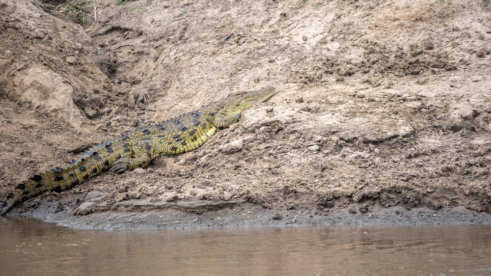 Mara Naboisho Conservancy