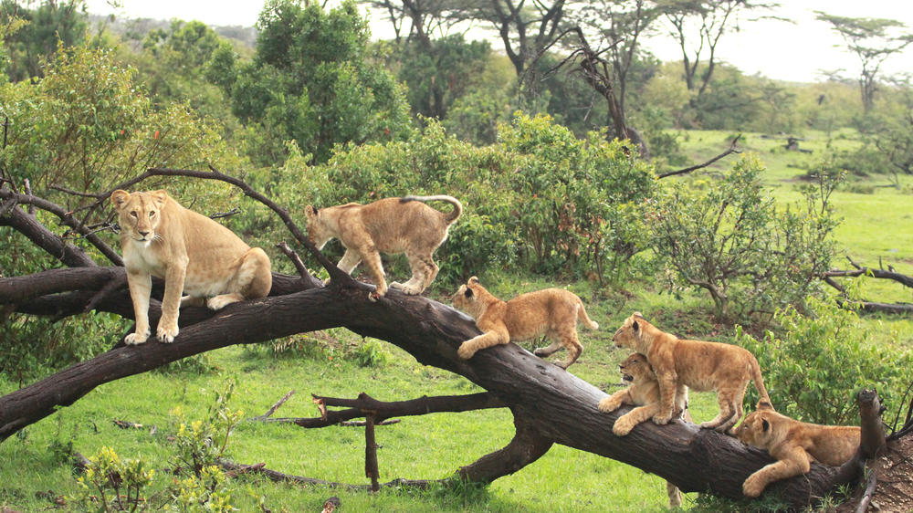 Mara Naboisho Conservancy
