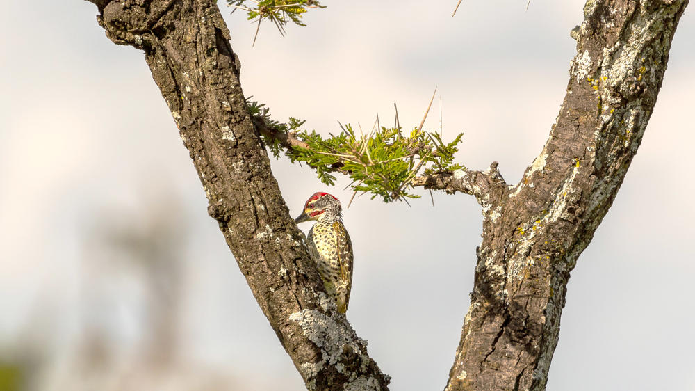 Mara Naboisho Conservancy