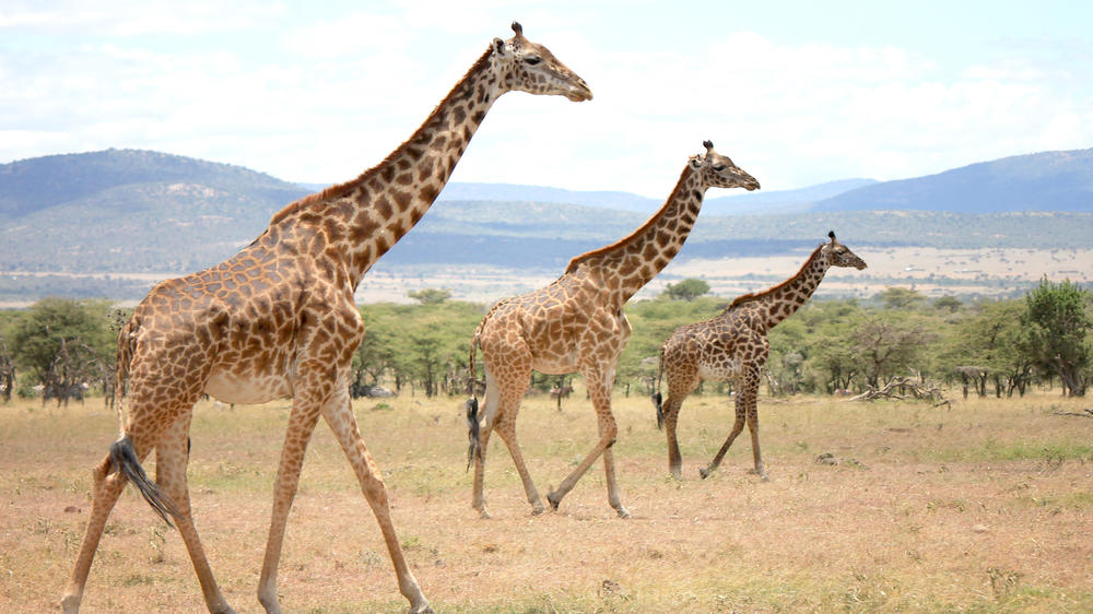 Mara Naboisho Conservancy