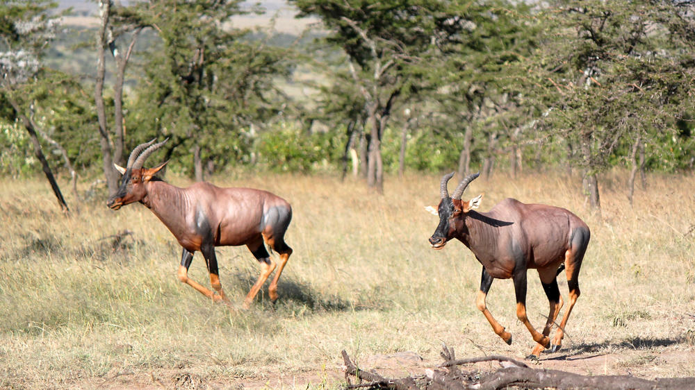 Mara Naboisho Conservancy