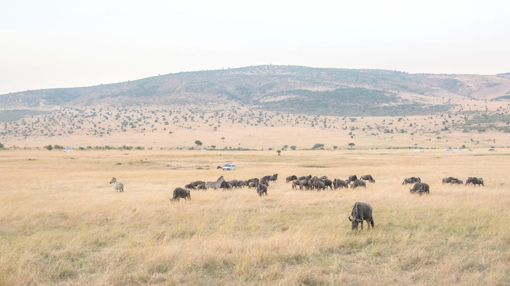 Mara Naboisho Conservancy