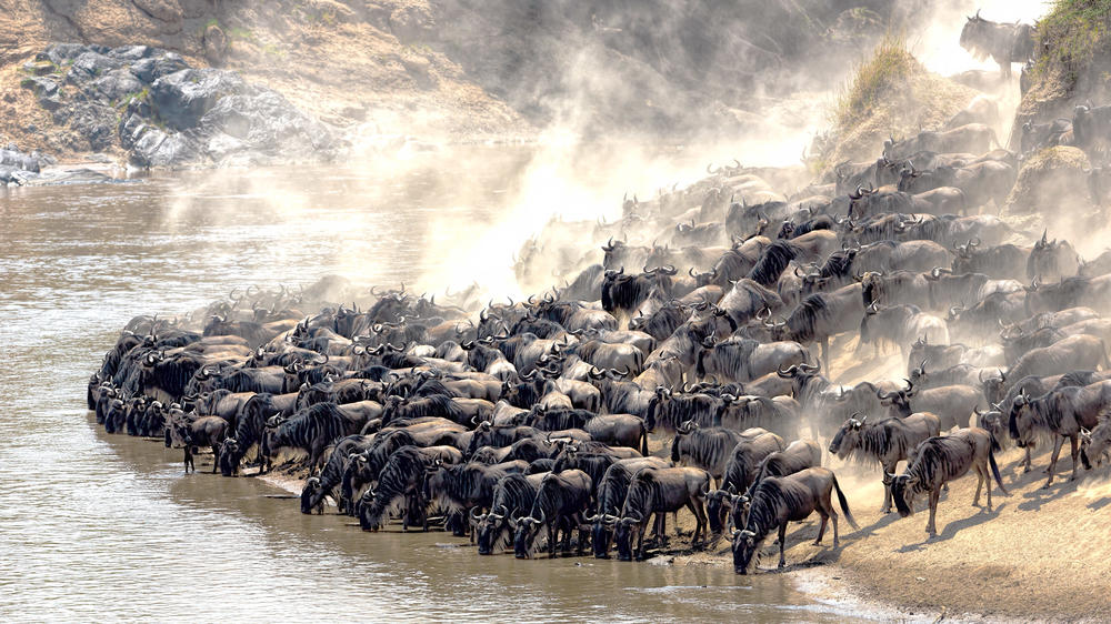 Masai Mara National Reserve