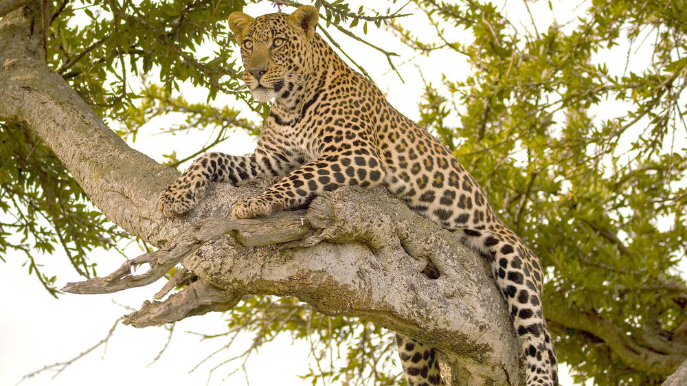 Masai Mara National Reserve