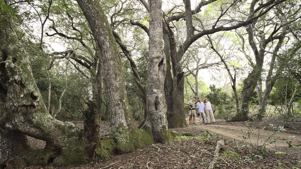 andBeyond Phinda Private Game Reserve