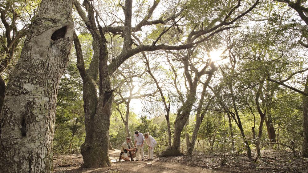 andBeyond Phinda Private Game Reserve