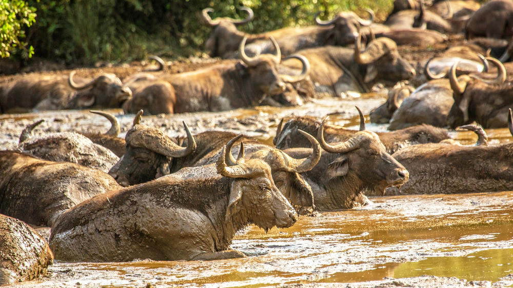 Hluhluwe–Imfolozi Park