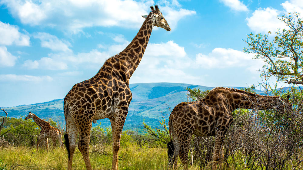 Hluhluwe–Imfolozi Park