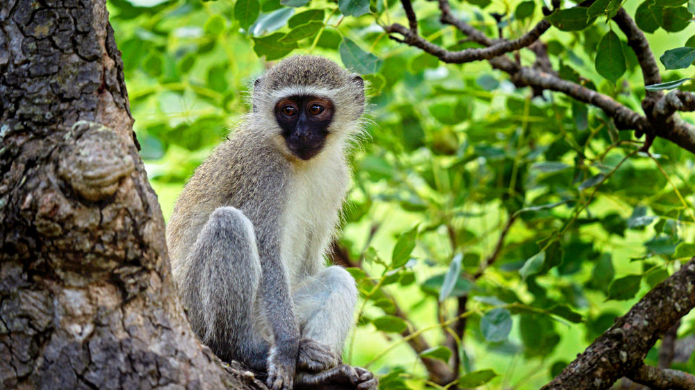 Hluhluwe–Imfolozi Park