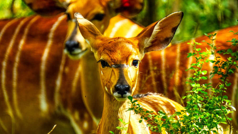 Hluhluwe–Imfolozi Park