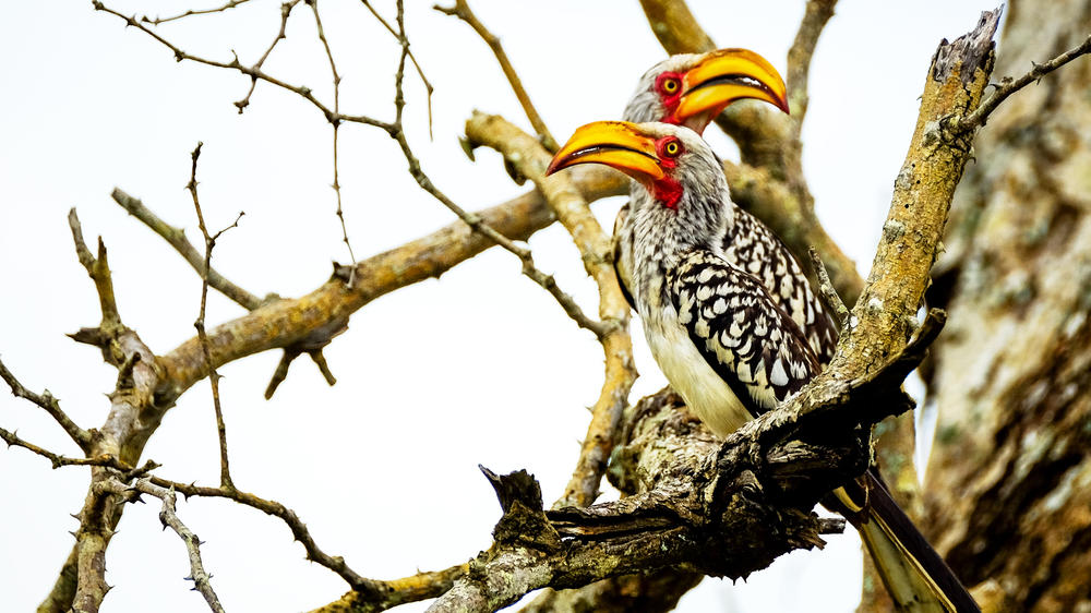 Hluhluwe–Imfolozi Park