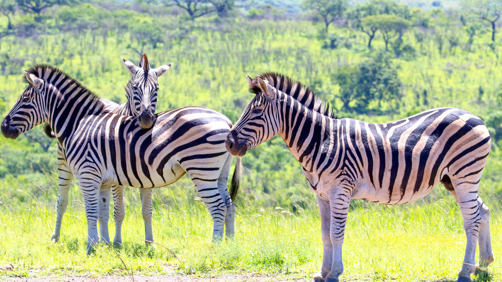 Hluhluwe–Imfolozi Park