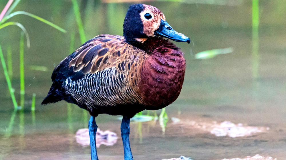 Hluhluwe–Imfolozi Park