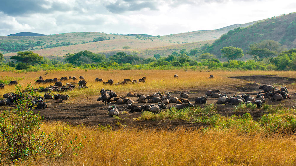 Hluhluwe–Imfolozi Park