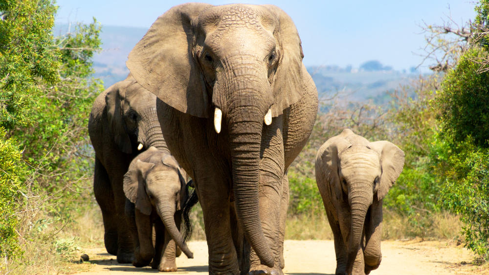 Hluhluwe–Imfolozi Park