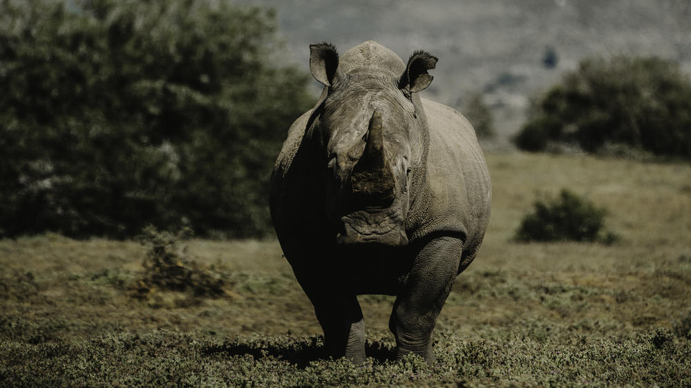 Amakhala Bukela Game Lodge