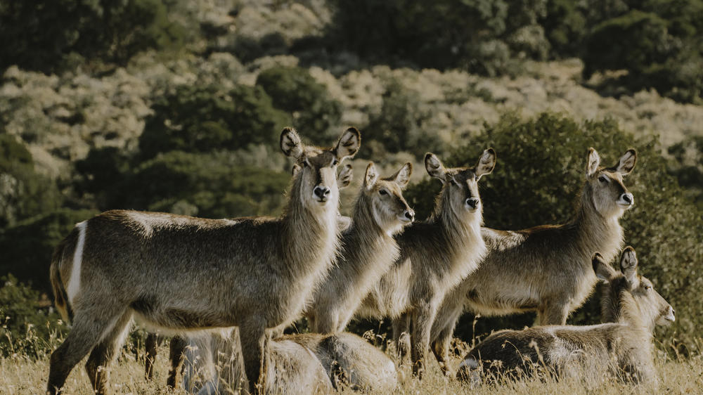 Amakhala Bukela Game Lodge