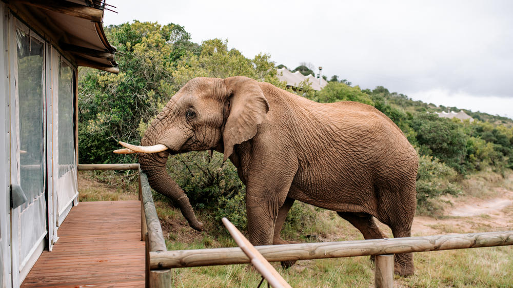 Amakhala Bukela Game Lodge
