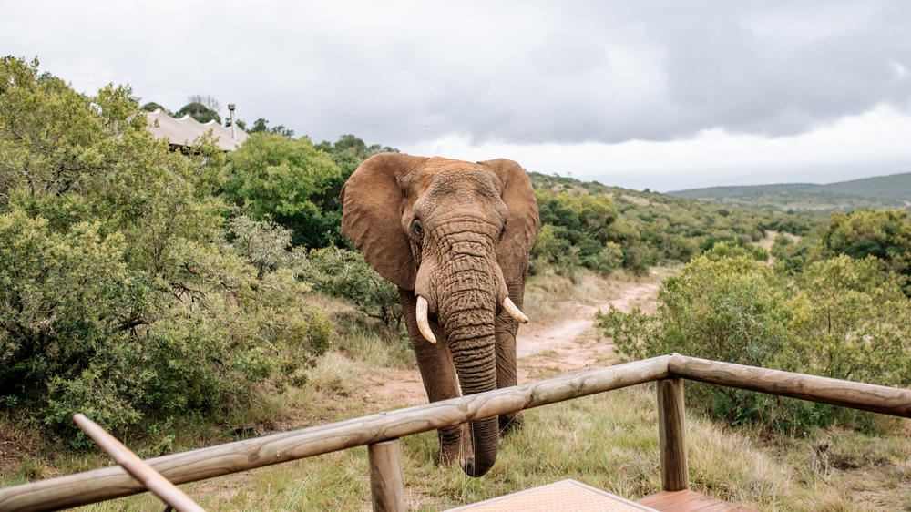 Amakhala Bukela Game Lodge