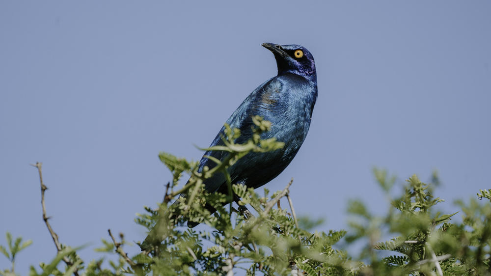 Amakhala Bukela Game Lodge