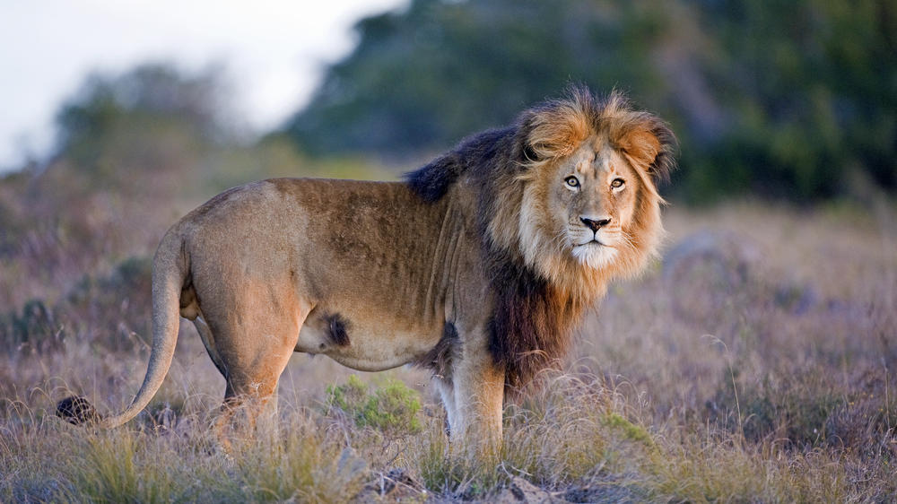 Amakhala Bukela Game Lodge