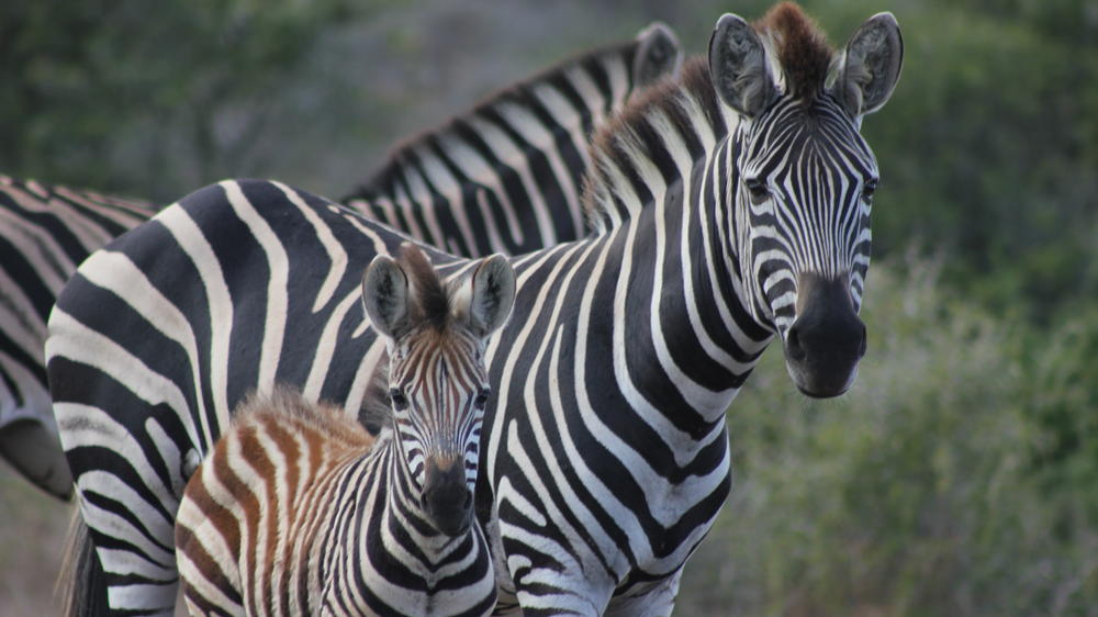 Amakhala Bukela Game Lodge