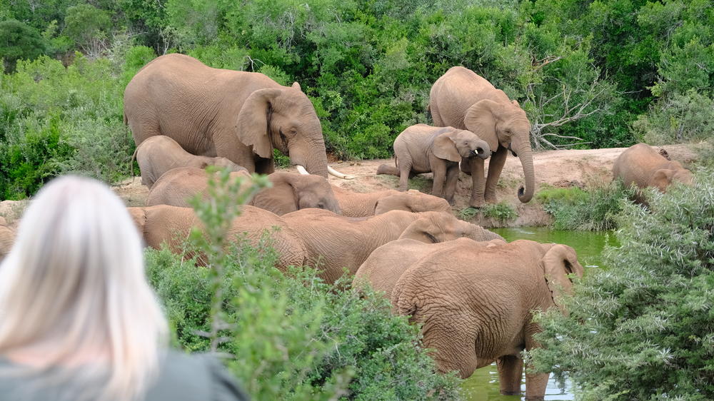Amakhala Bukela Game Lodge