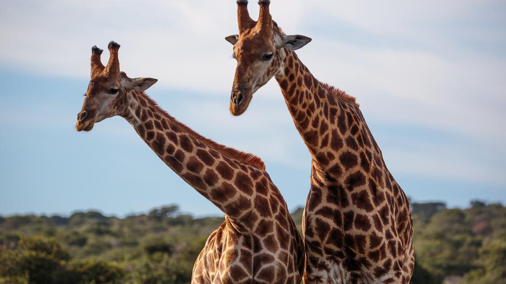 Amakhala Bukela Game Lodge