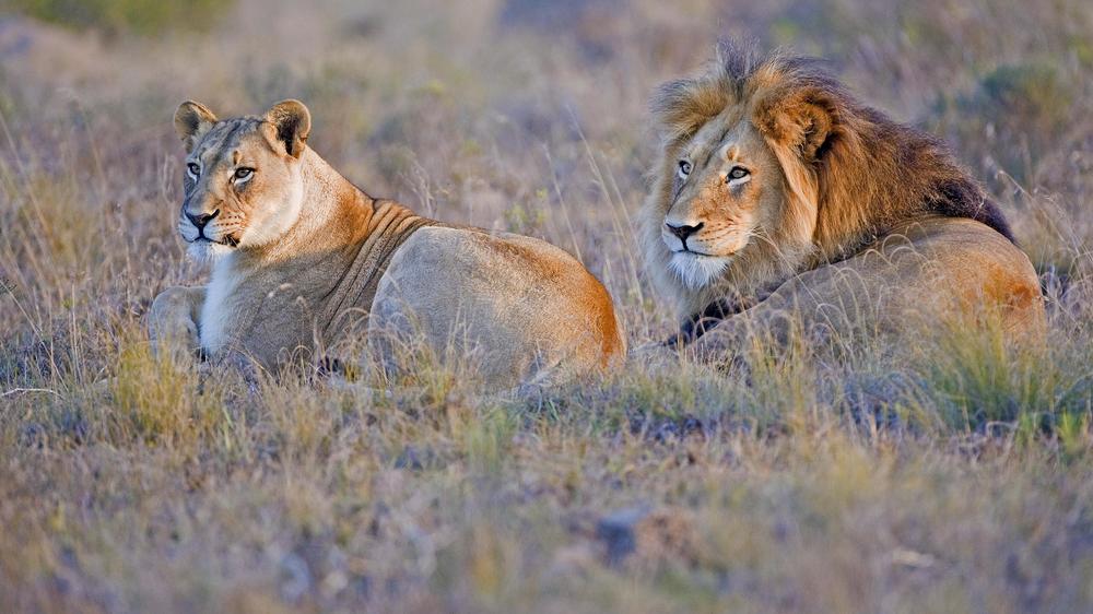 Amakhala Bukela Game Lodge