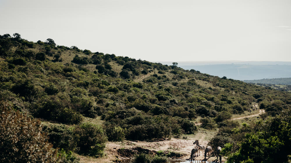 Amakhala Bukela Game Lodge