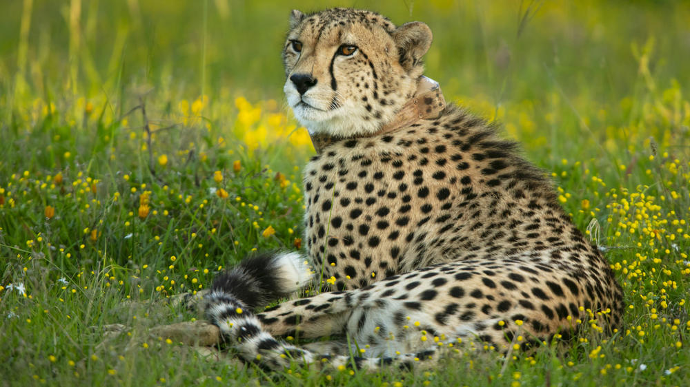 Kariega Private Game Reserve