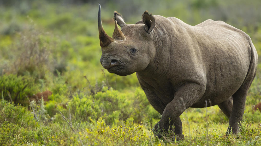 Kariega Private Game Reserve